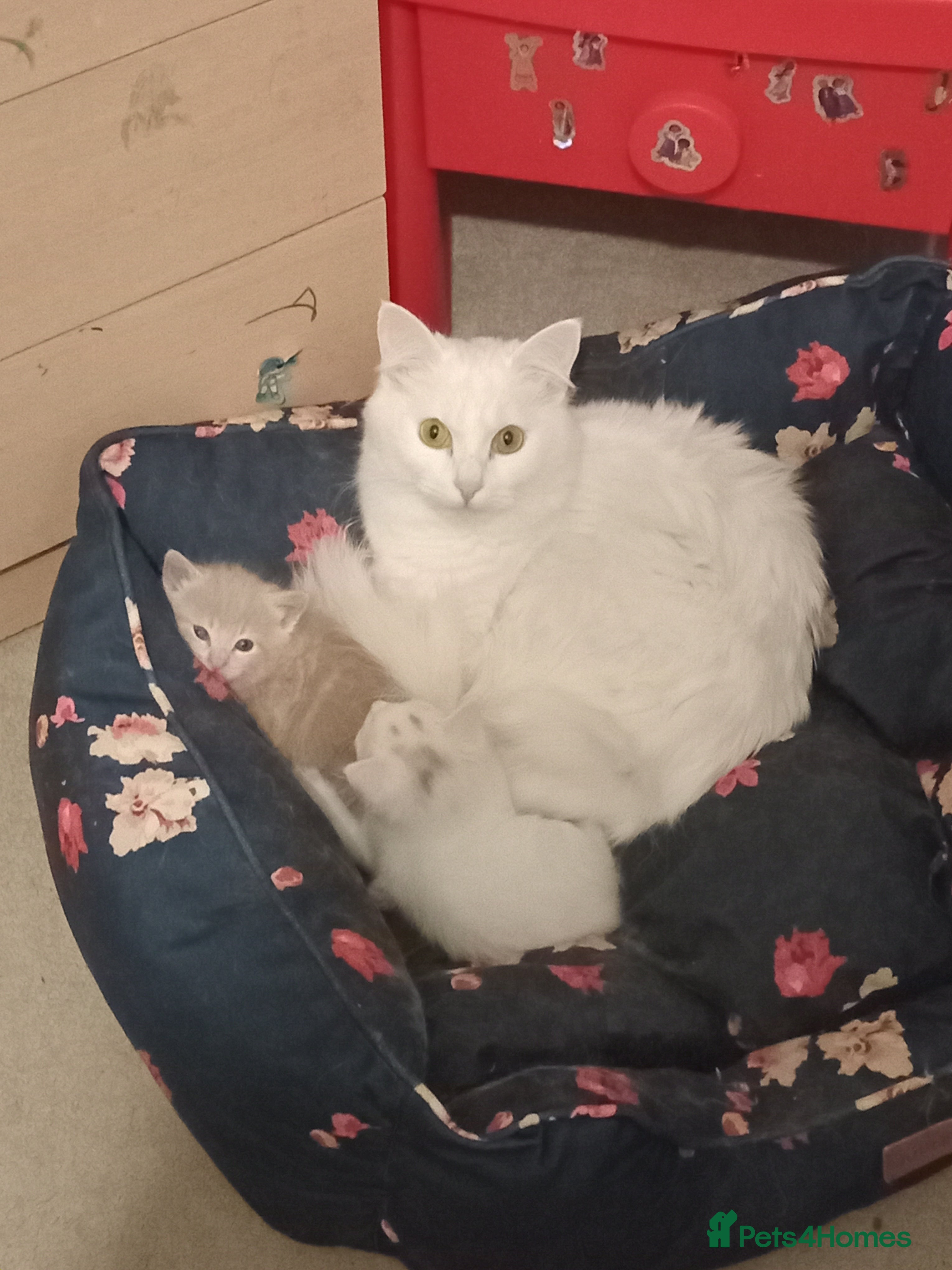 Turkish Angora cats Turkish angora kittens  - Advert 5