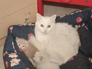 Turkish Angora cats Turkish angora kittens - Advert 4