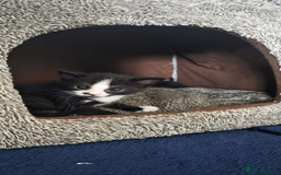 Domestic Shorthair cats for sale: 6 black and white Semi-Domestic kittens - Image 5