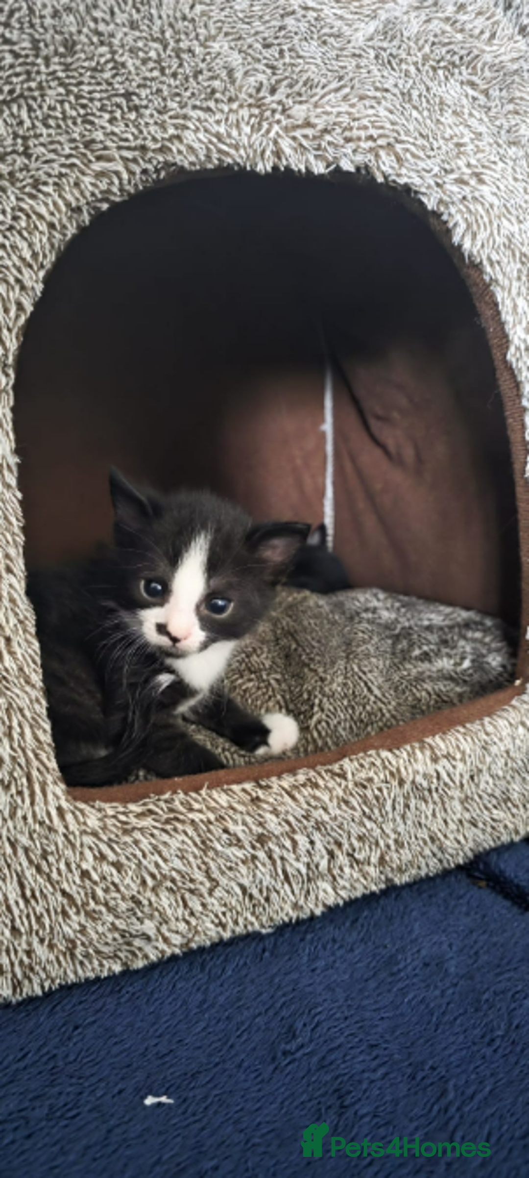 Domestic Shorthair cats for sale: 6 black and white Semi-Domestic kittens - Image 5