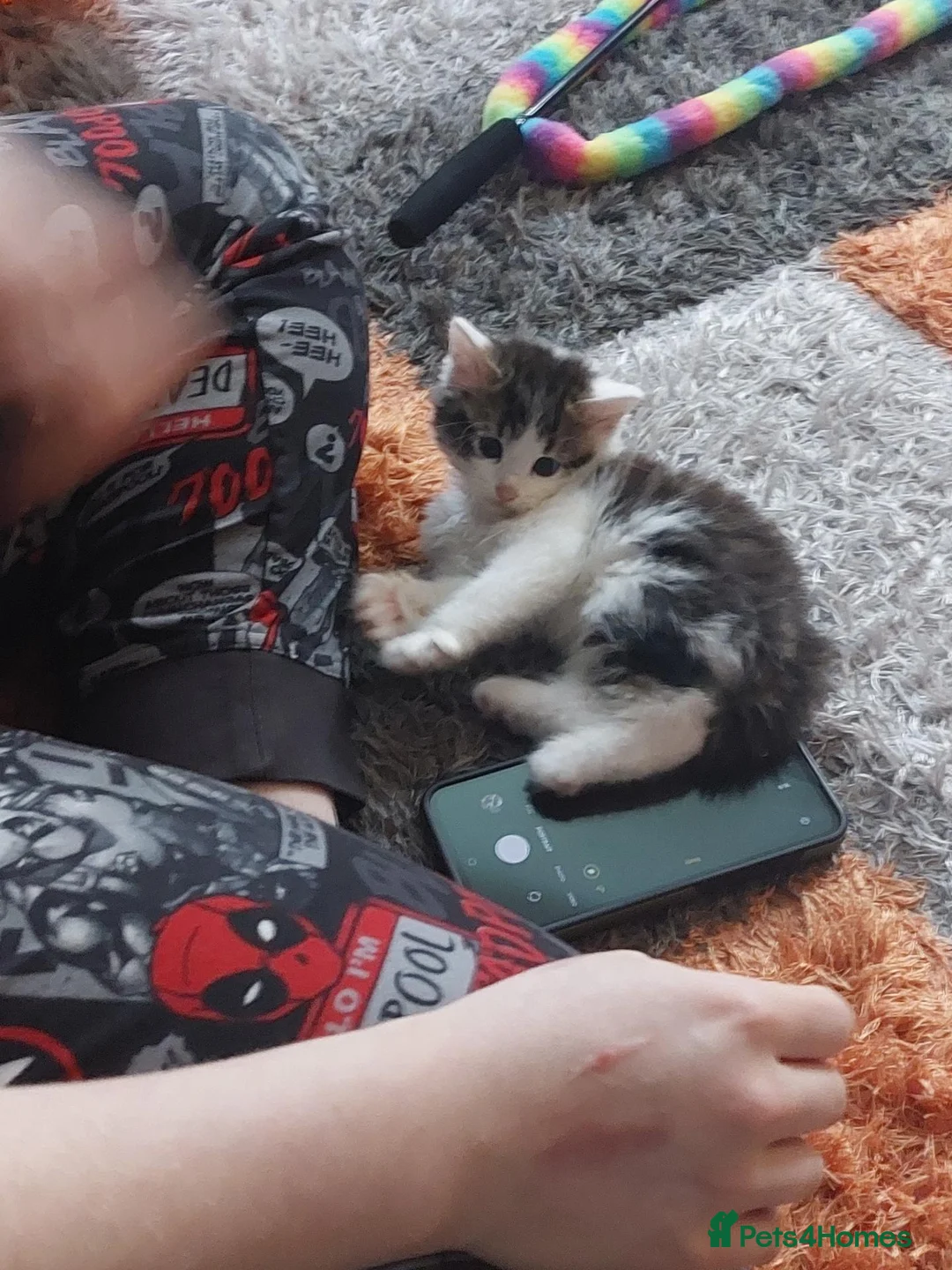 Persian cats for sale: Persian cross kitten  - Advert 5
