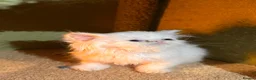 Persian cats for sale: cute Persian kittens looking for a home  in Hounslow - Advert 12