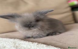 Lionhead rabbits for sale: Lionhead bunnies  - Image 5