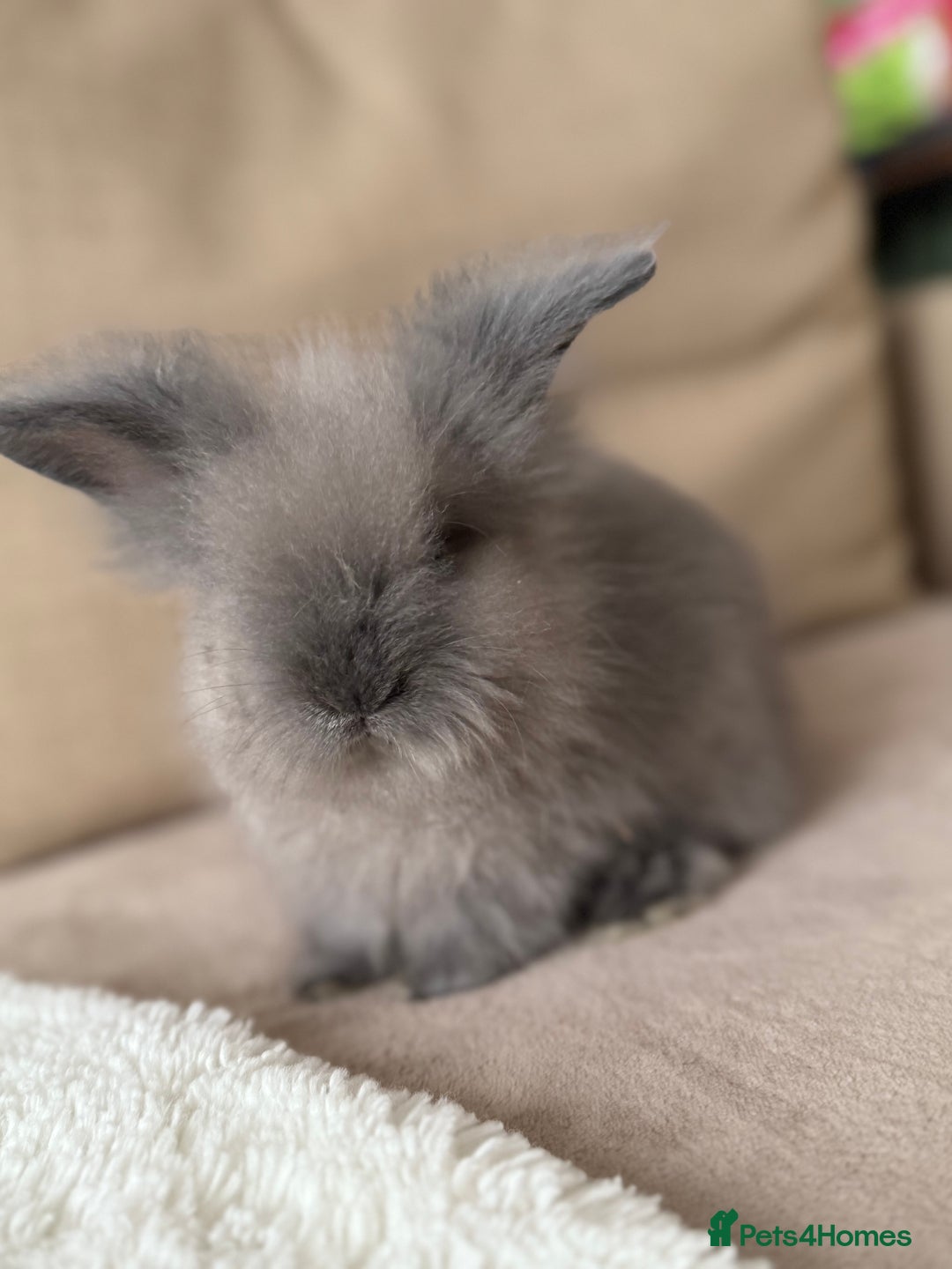 Lionhead rabbits for sale: Lionhead bunnies  - Image 5