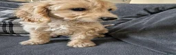 Cockapoo dogs for sale: Last boy F1 Cockapoo full vacs - ready now - Advert 7