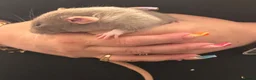 Rat rodents for sale: Baby Dumbo rats 6 x Boys 9 x Girls  - Advert 11