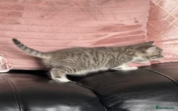 British Shorthair cats for sale: Half British shorthair for sale - Image 15