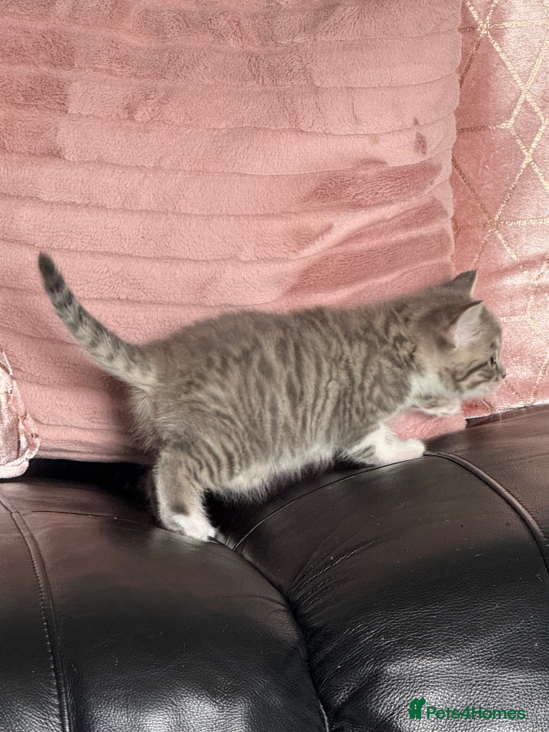 British Shorthair cats for sale: Half British shorthair for sale - Image 15