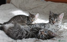 Bengal cats for sale: Adorable, affectionate, so cute kittens for sale!! - Image 28