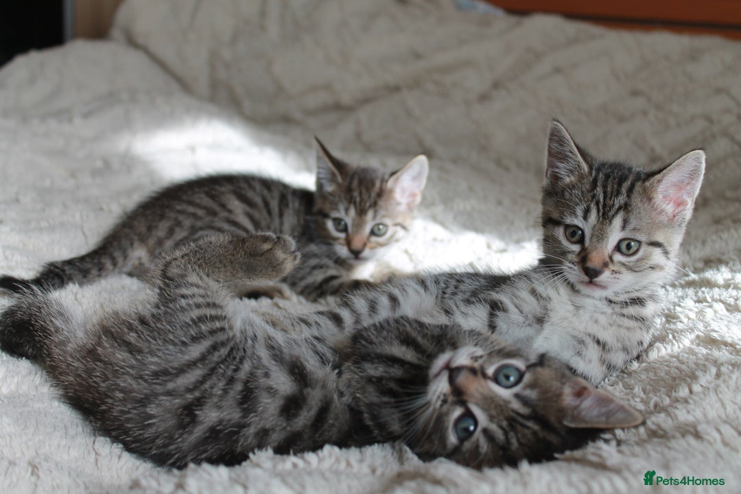 Bengal cats for sale: Adorable, affectionate, so cute kittens for sale!! - Image 28