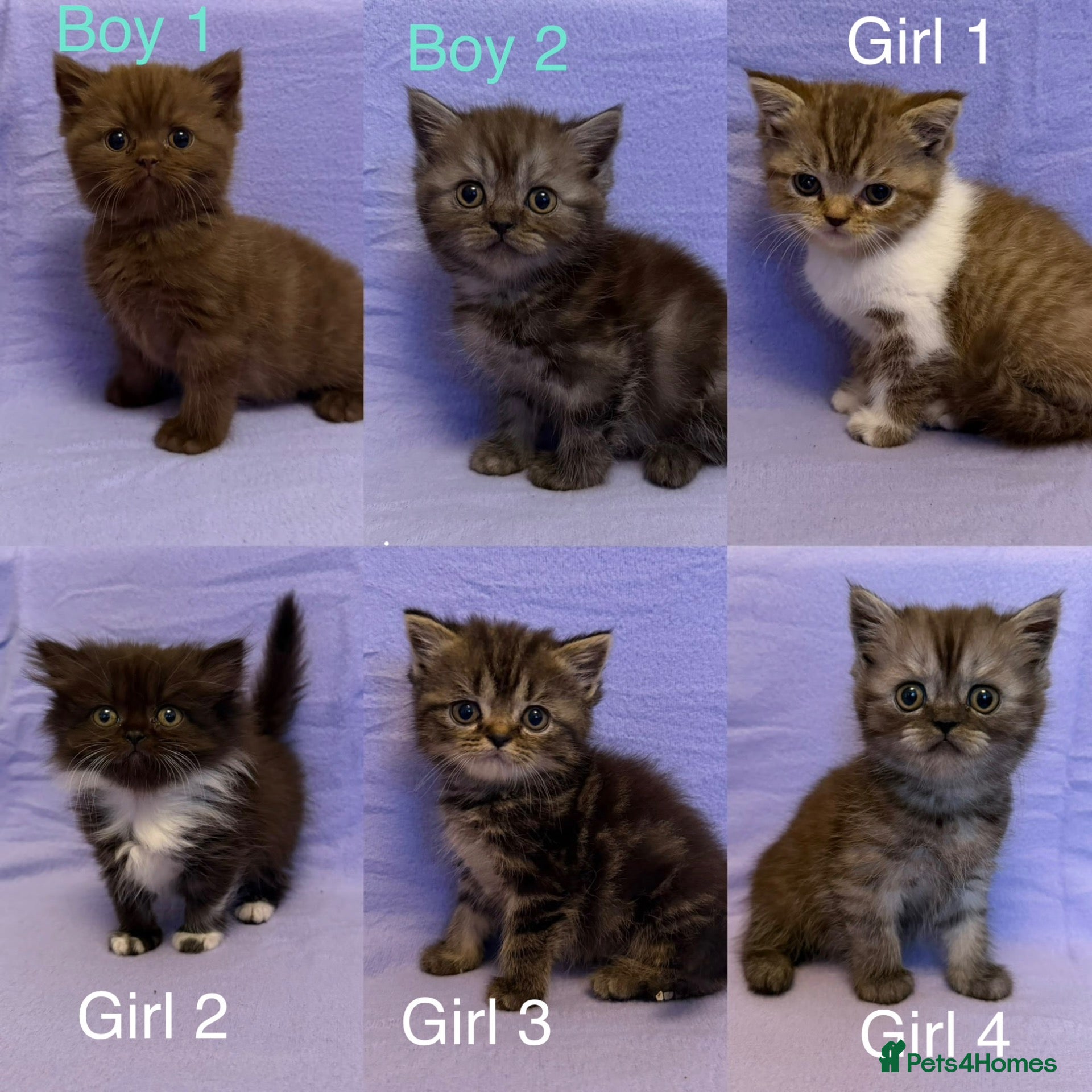 British Shorthair cats British shorthair X Persian kittens  - Advert 1