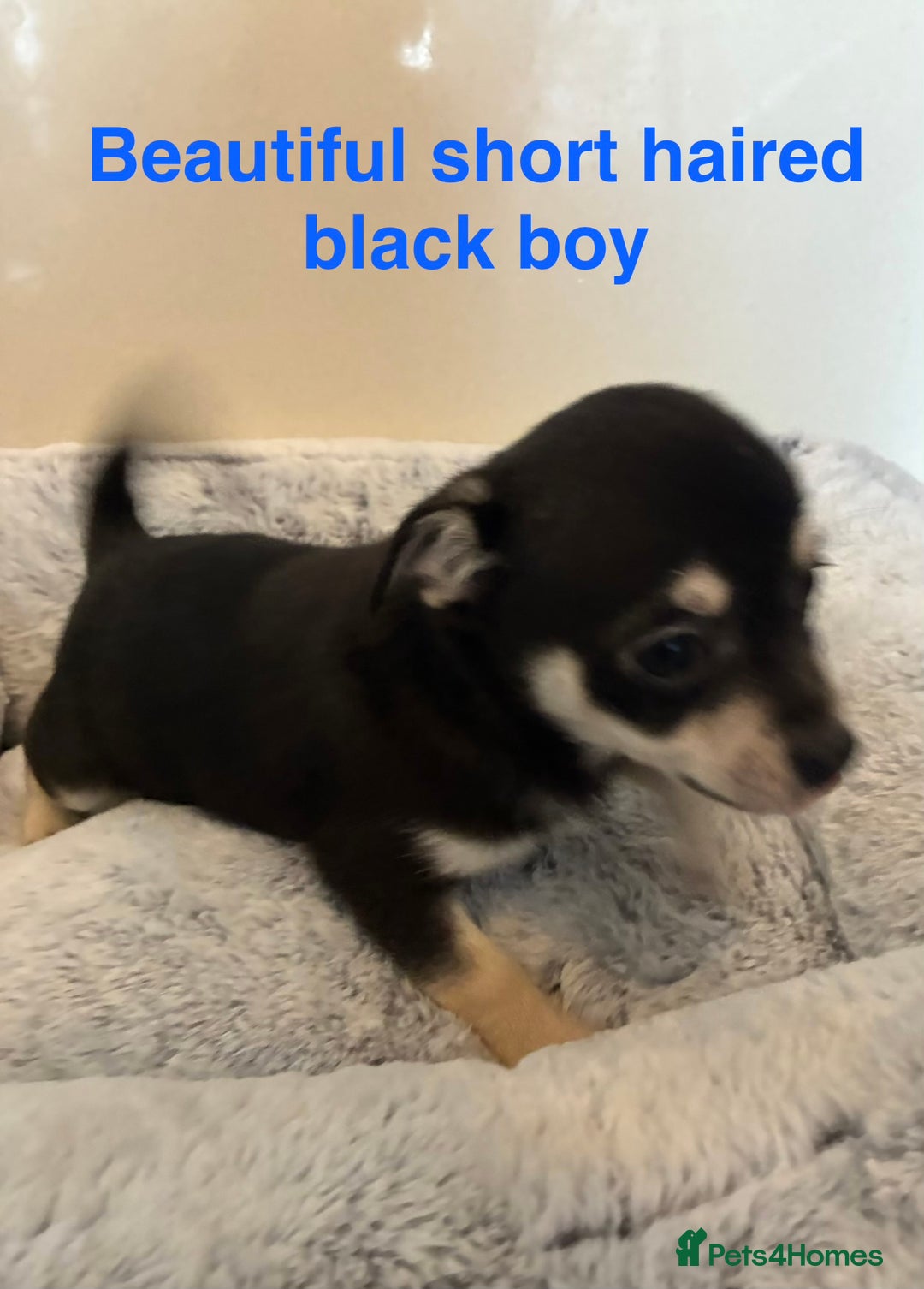 Chihuahua dogs for sale: 4 Beautiful Chihuahua Puppies for Sale 🐶 - Advert 7