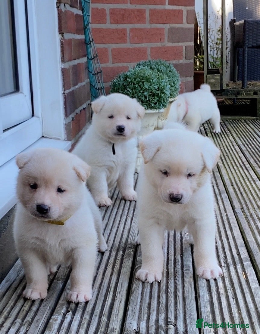 Akita dogs Beautiful Japanese Akita Puppies 4 boys 2 girls - Advert 2