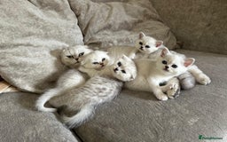 Scottish Fold cats for sale: ACTIVE QUEEN ns11  - Image 6