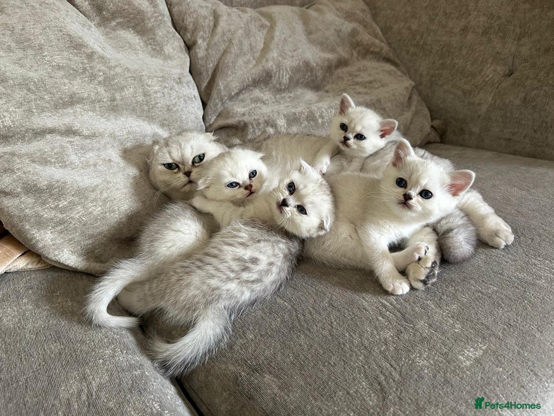 Scottish Fold cats for sale: ACTIVE QUEEN ns11  - Image 6