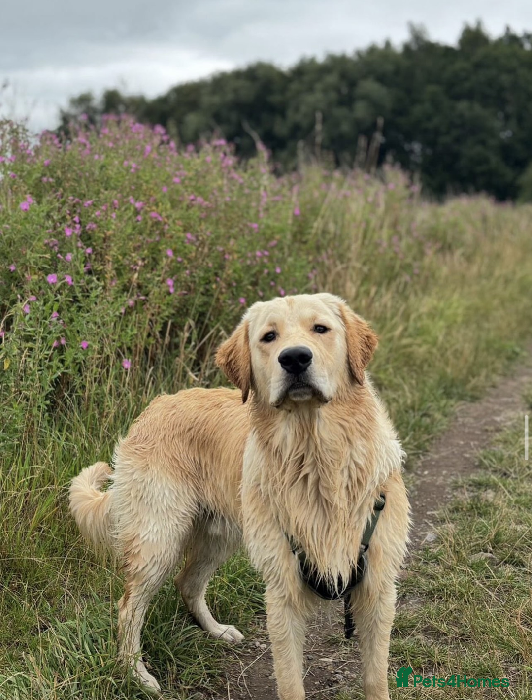 Golden Retriever dogs for sale: Best of Breed Golden Retrievers - Advert 5