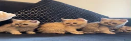 British Longhair cats for sale: Sarah  in Peterborough - Advert 4