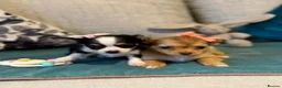 Chihuahua dogs for sale: Beautiful Long-Haired Chihuahua Puppies  in Plymouth - Advert 12