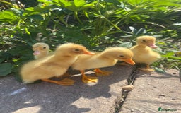 Ducks poultry for sale: Day Old Aylesbury Ducklings  - Image 2