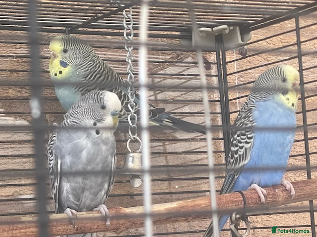 Budgerigars birds for sale: 4 Budgies 2 male 2 female - Advert 2