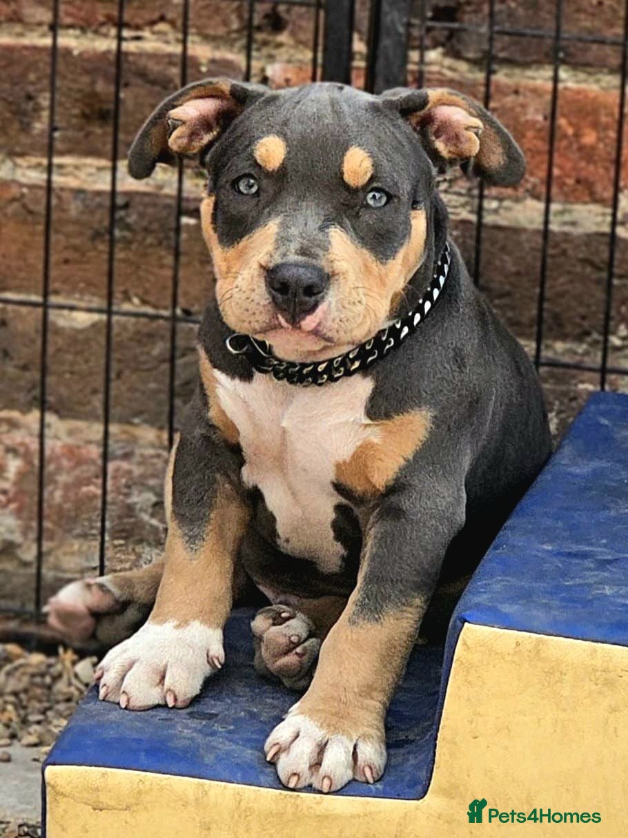American Bully dogs 🏆🩸ABKC American pocket bully 🔥 - Advert 8