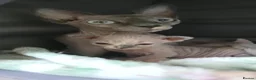Sphynx cats for sale: Sphynx kittens - Advert 2
