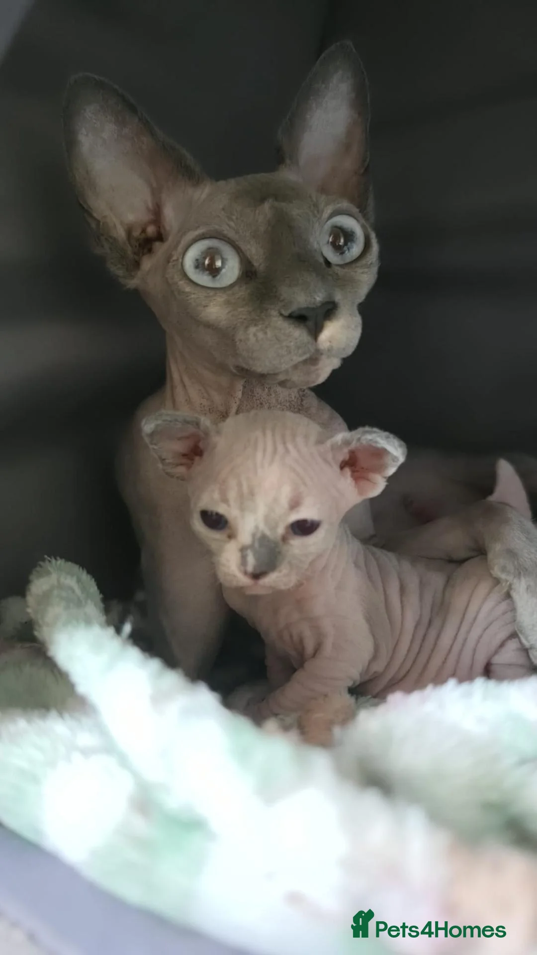 Sphynx cats for sale: Sphynx kittens - Advert 2