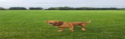 Labrador Retriever dogs for stud: Bruce - Advert 10