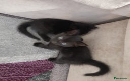 Mixed Breed cats for sale: Three lovely kittens ready to go to loving homes - Image 3