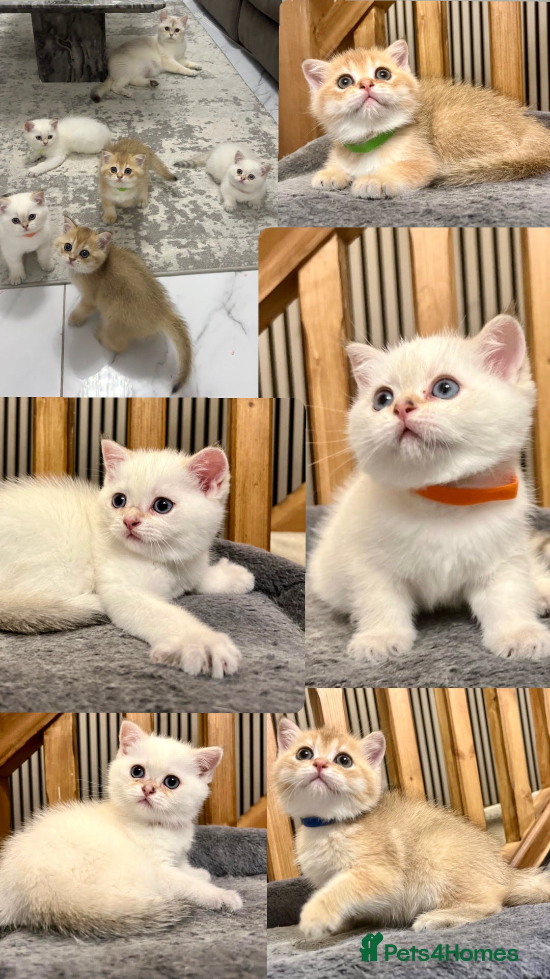 British Shorthair cats for sale: Fully pedigree kittens - Advert 1
