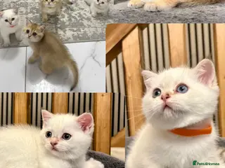 British Shorthair cats Fully pedigree kittens - Advert 6