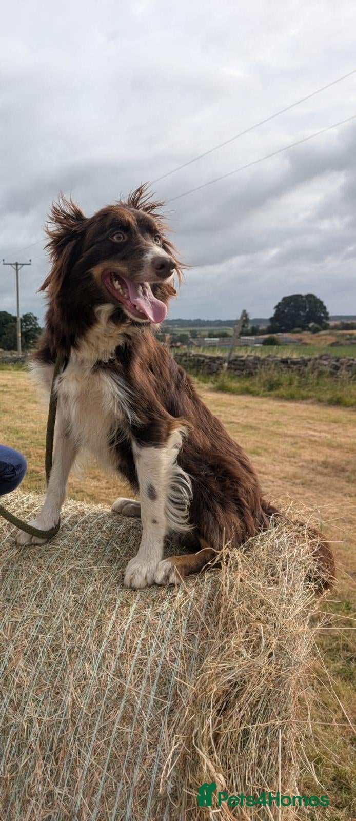Border Collie dogs Mabel red and white bitch - Advert 2