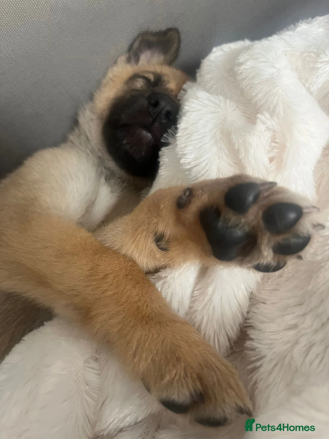 German Shepherd dogs for sale: German shepherd puppy  in Ashford - Advert 2
