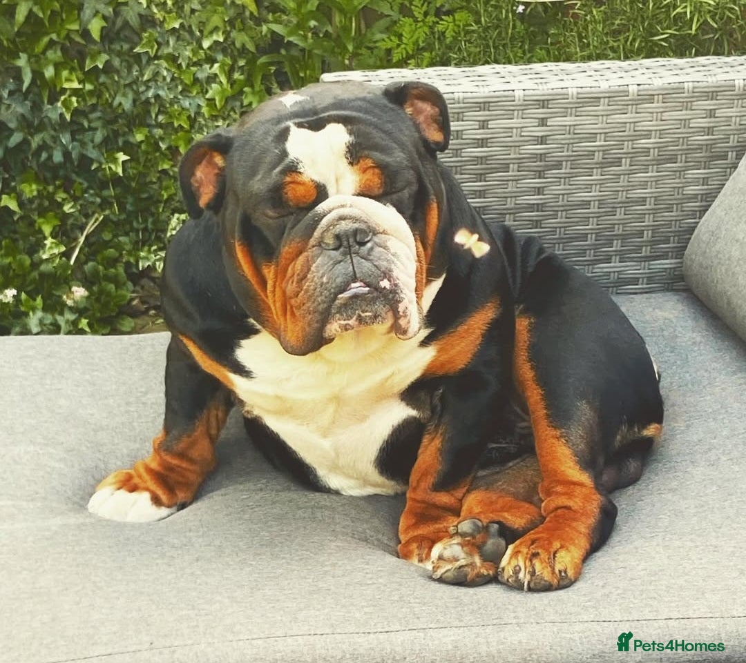 English Bulldog dogs for sale: Two Kennel Club Registered English Bulldogs  - Advert 2