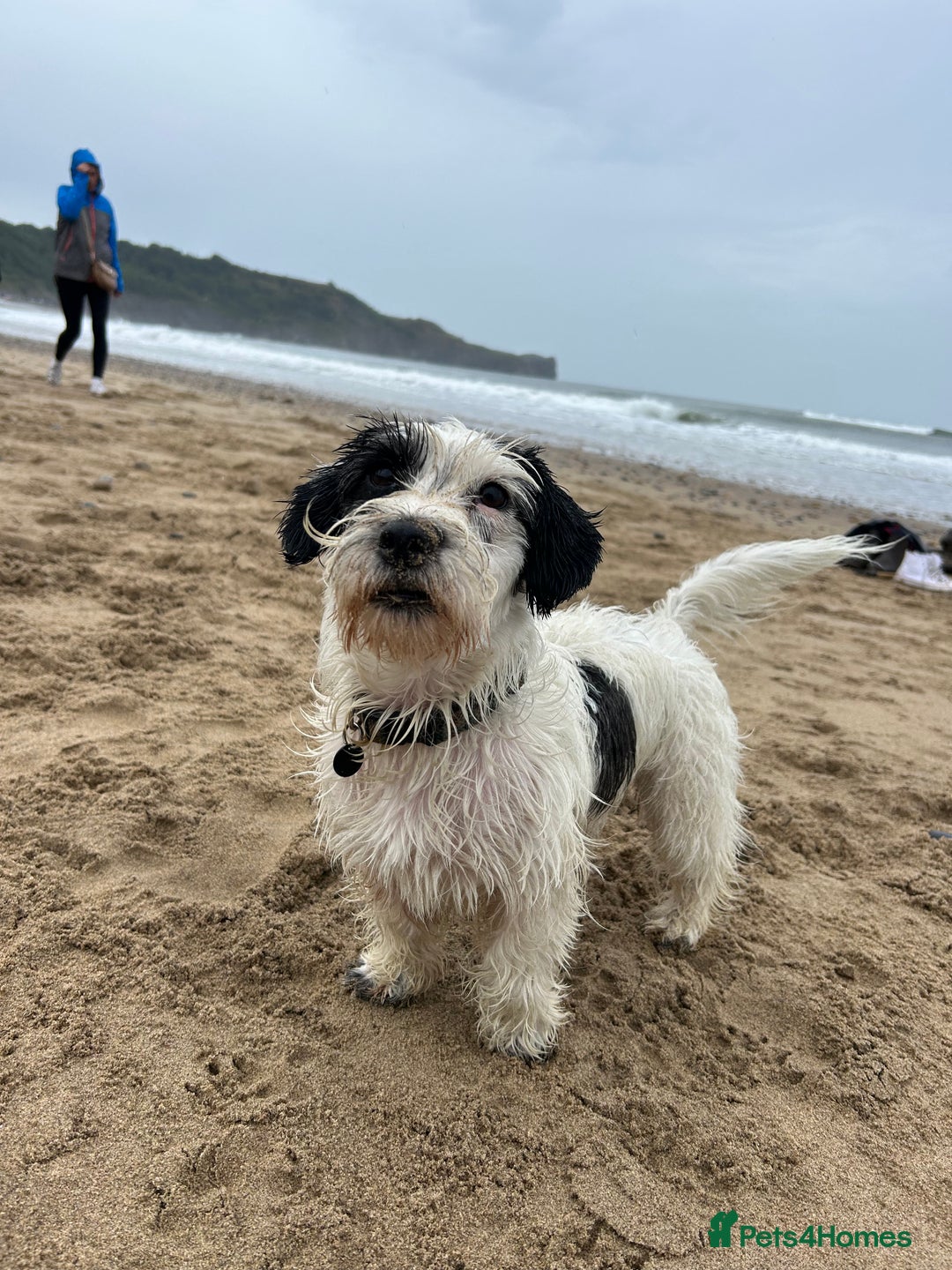 Sealyham Terrier dogs for sale: Sealyham terrier crosses 1 boy available  - Advert 7