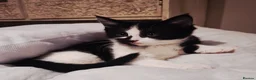 Mixed Breed cats for sale: READY NOW ..Beautiful black and white kittens  - Advert 4