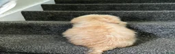 Maltipoo dogs for sale: 7 precious puppies looking for their forever homes - Advert 16