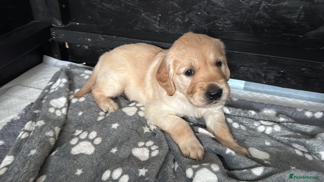 Golden Retriever dogs for sale: 🏡 2 Beautiful Male Golden Retriever Puppies - Image 4