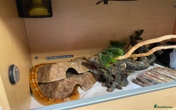 Corn Snake reptiles for sale: Cornsnake looking for new home  - Image 2