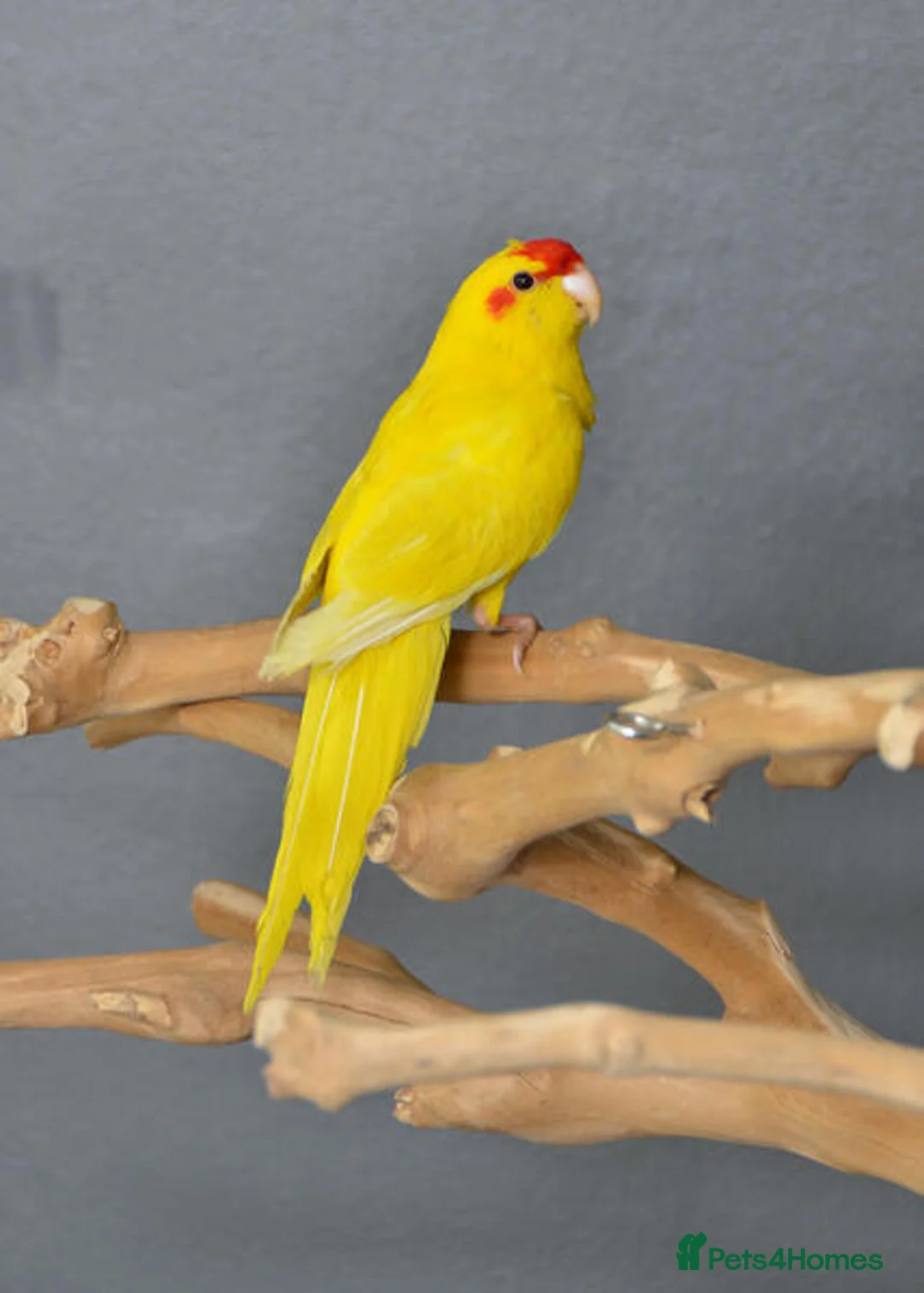 Parrots birds for sale: Friendly Parrots–Talkative, Playful & Hand-Raised in Watford - Advert 2