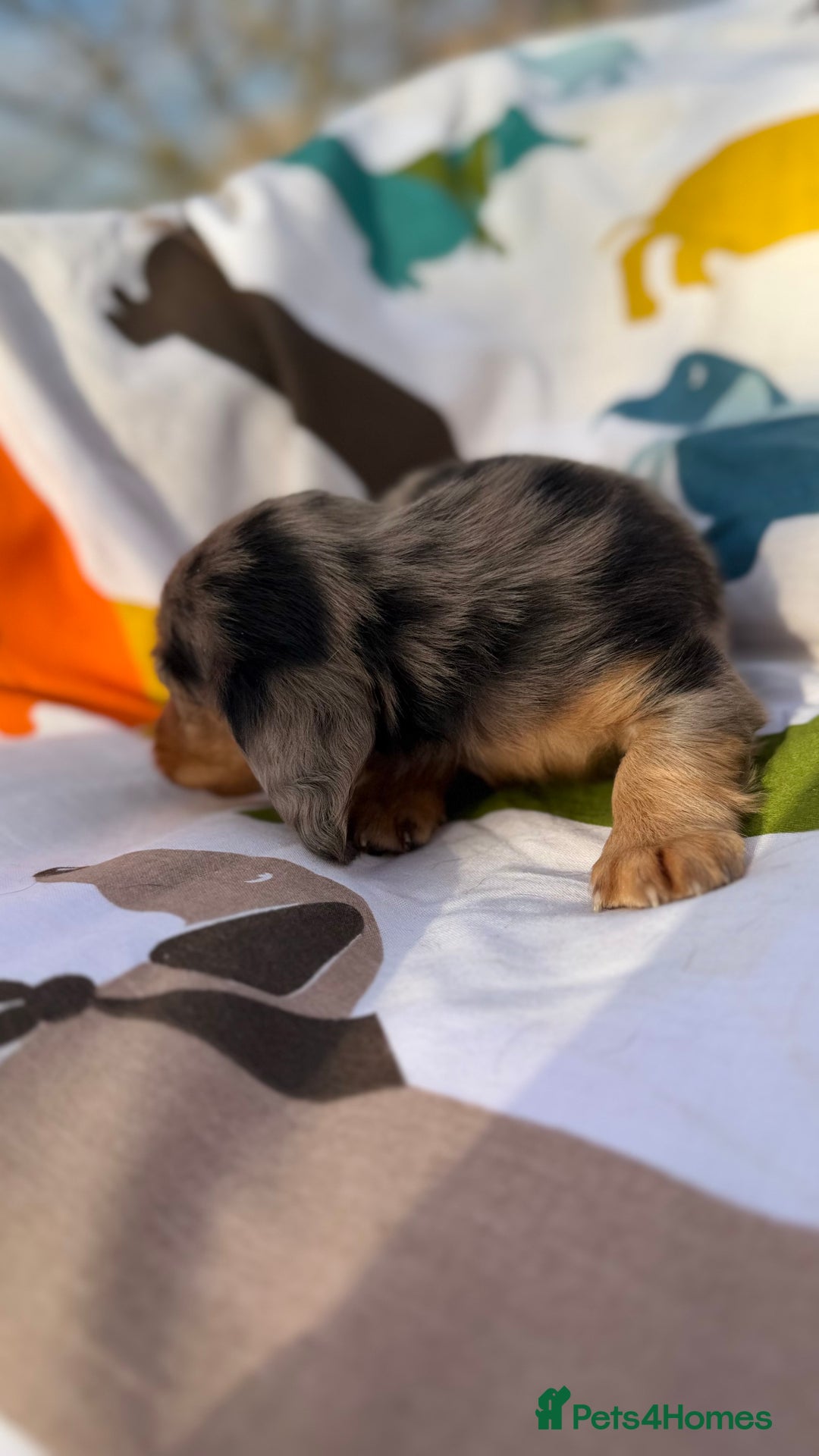 Dachshund dogs for sale: Lovely mini Dachshund puppies  - Advert 5