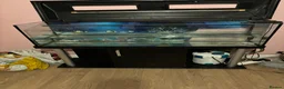 Axolotl reptiles for sale: Axolotl tank set up - Advert 2