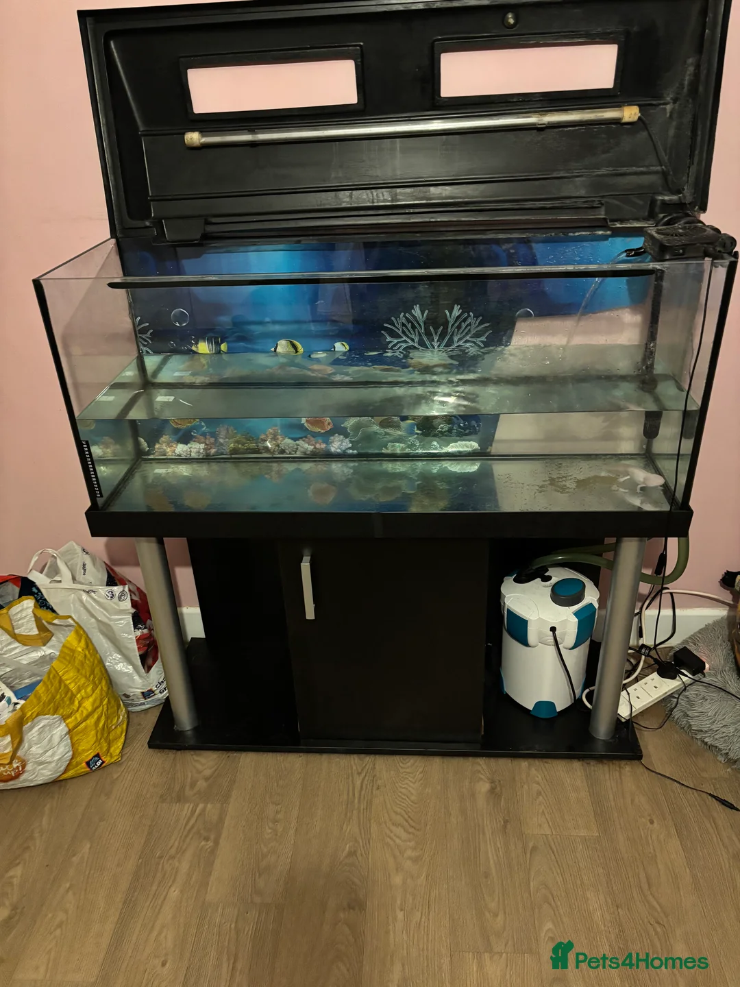 Axolotl reptiles for sale: Axolotl tank set up - Advert 2