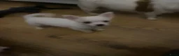 Jack Chi dogs for sale: Cream and white boy - Advert 4
