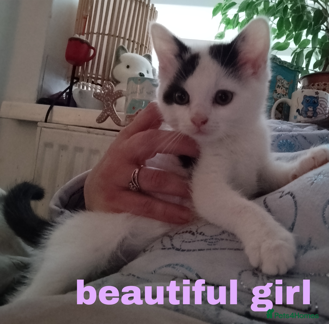 Mixed Breed cats for sale: Batman, Robin and Princess Noodle - Advert 6