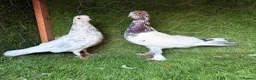 Pigeons birds for sale: Premium Breeding Pigeons Top Quality Pairs Availab - Advert 26