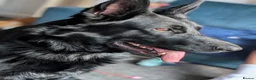 German Shepherd dogs for adoption: Black German shepherd  - Advert 3