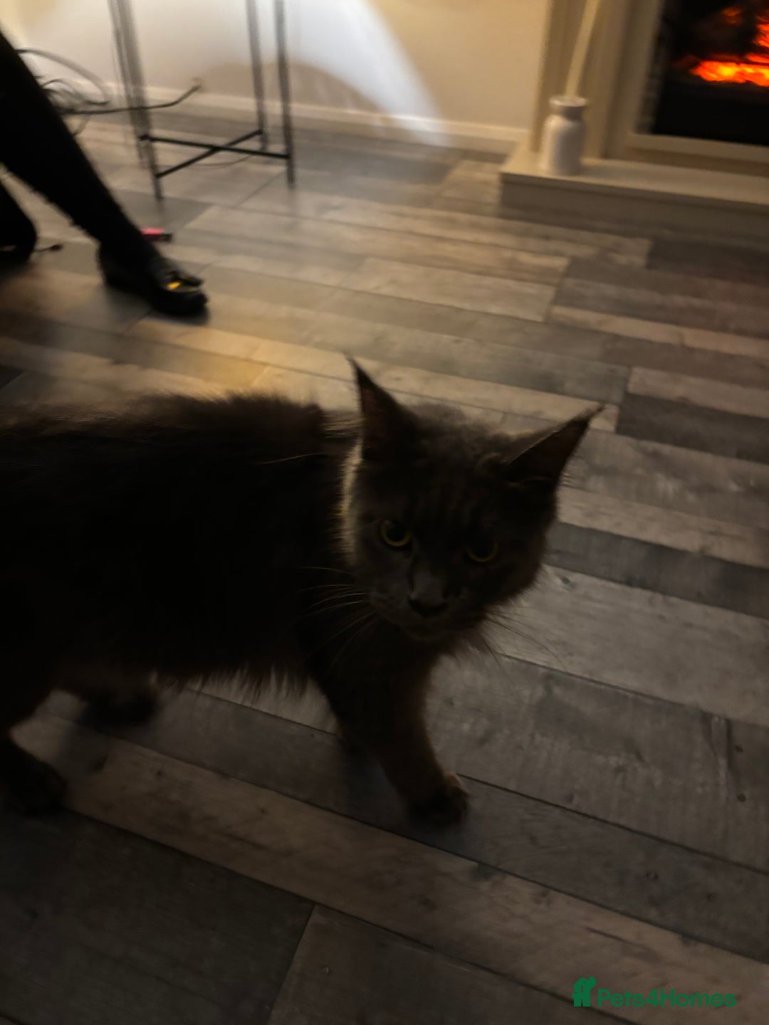 Maine Coon cats for sale: Half Maine coon - Image 9