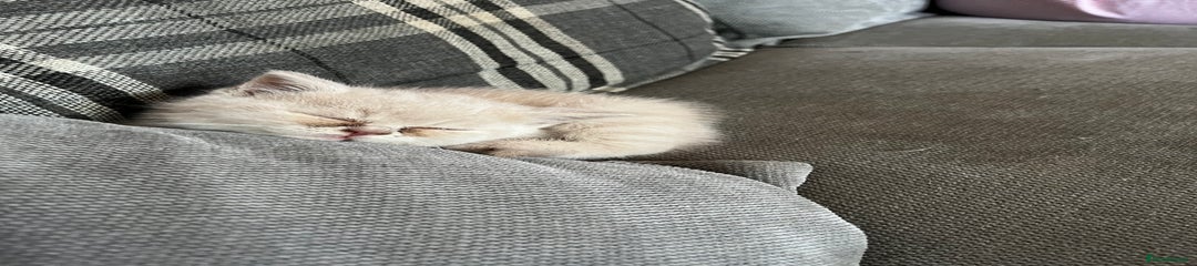 British Shorthair Kitten 1