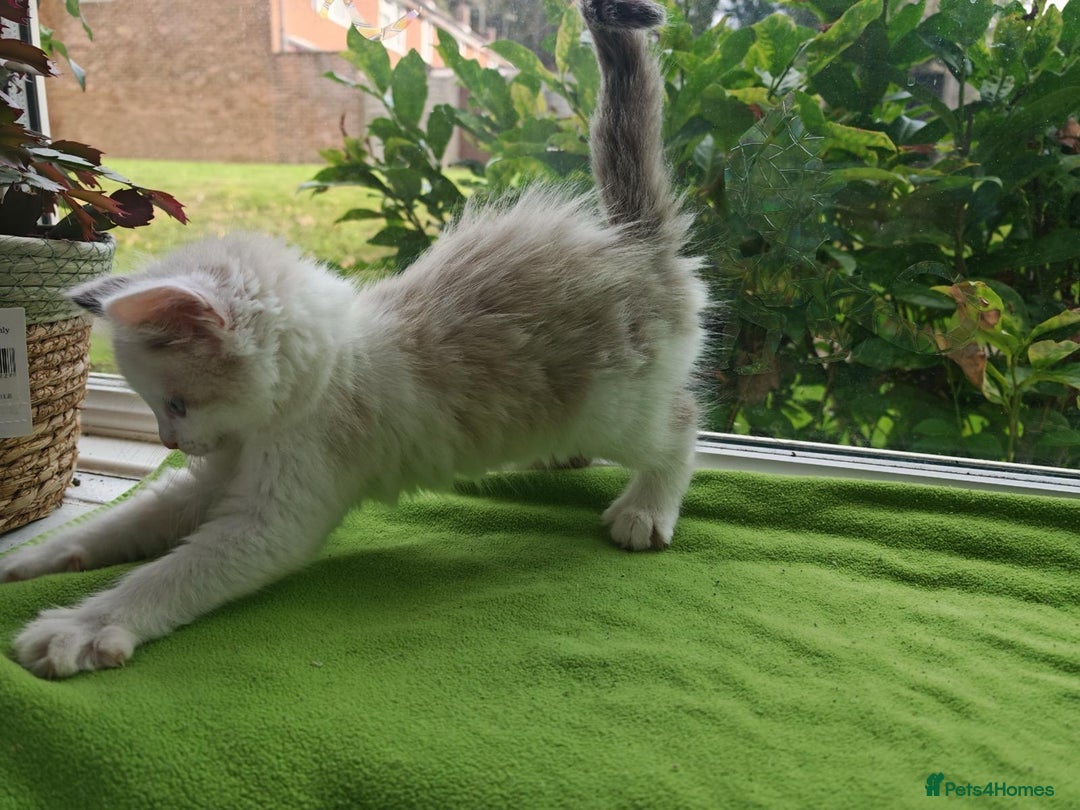 Ragdoll cats for sale: Ragdoll/Siamese Beautifull kitten +chip - Image 9